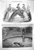 Old Antique Print 1865 Paris Fashion Porpoise Zoological Society Gardens 19th