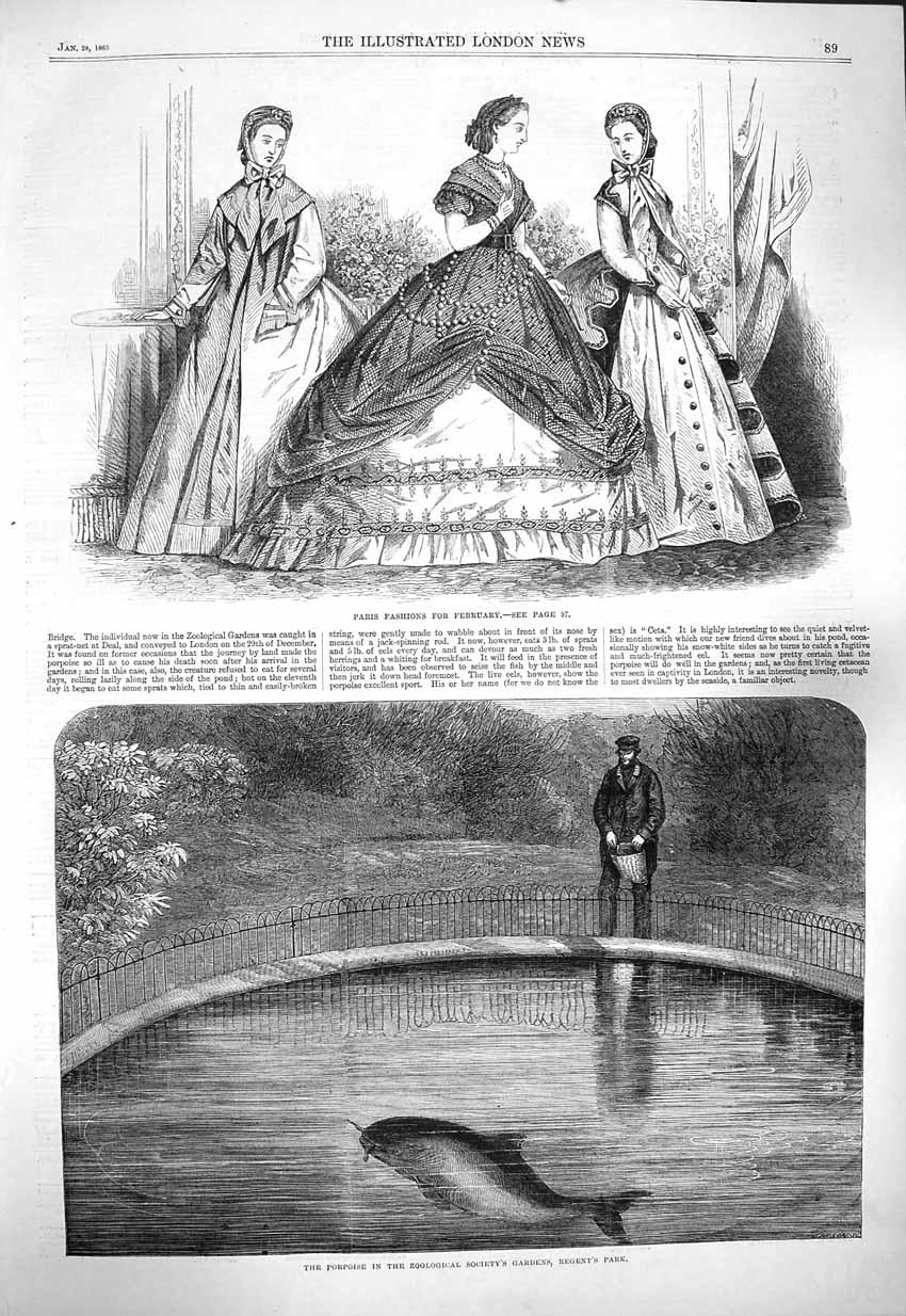 Old Antique Print 1865 Paris Fashion Porpoise Zoological Society Gardens 19th