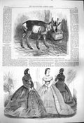 Old Antique Print 1865 Paris Fashion Prong-Horned Antelope Regent'S Park 19th