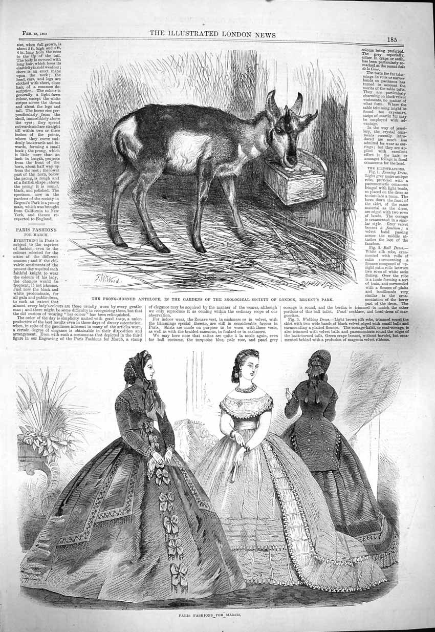 Old Antique Print 1865 Paris Fashion Prong-Horned Antelope Regent'S Park 19th