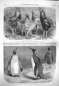 Original Old Antique Print 1865 Begum Pilly Gaguzes Poultry Penguins Zoo 19th