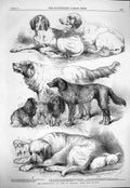 Original Old Antique Print 1865 International Dog Show Islington Pointer Setter