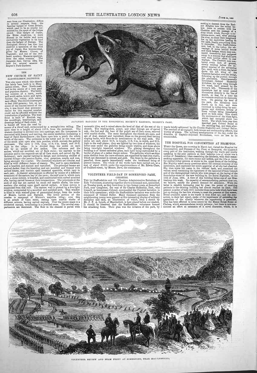 Original Old Antique Print 1865 Japanese Badgers Sham Fight Somerford Maccl 19th