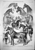 Original Old Antique Print 1865 Prize Horses Show Agricultural Hall Islington