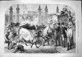Old Antique Print 1865 Foreign Cattle Metropolitan Cattle Market Animals 19th