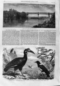 Old Antique Print 1865 Lattice-Girder Bridge Wye Abyssinian Hornbill Bird 19th