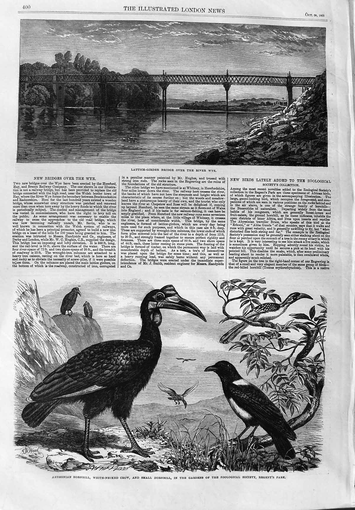Old Antique Print 1865 Lattice-Girder Bridge Wye Abyssinian Hornbill Bird 19th