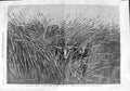 Original Old Antique Print 1865 Grass Desert Travel South Africa Native Baines