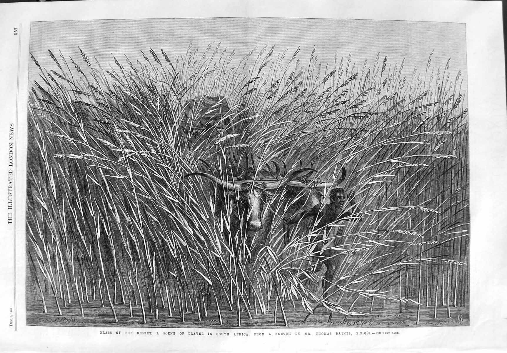 Original Old Antique Print 1865 Grass Desert Travel South Africa Native Baines