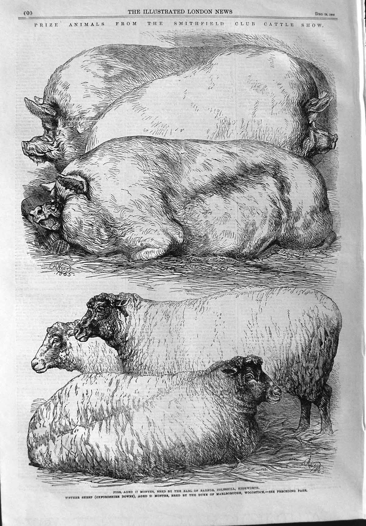 Original Old Antique Print 1865 Smithfield Club Cattle Show Pigs Wether Sheep