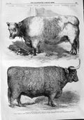 Old Antique Print 1865 Smithfield Club Cattle Show Heifer Ox Sutherland 19th
