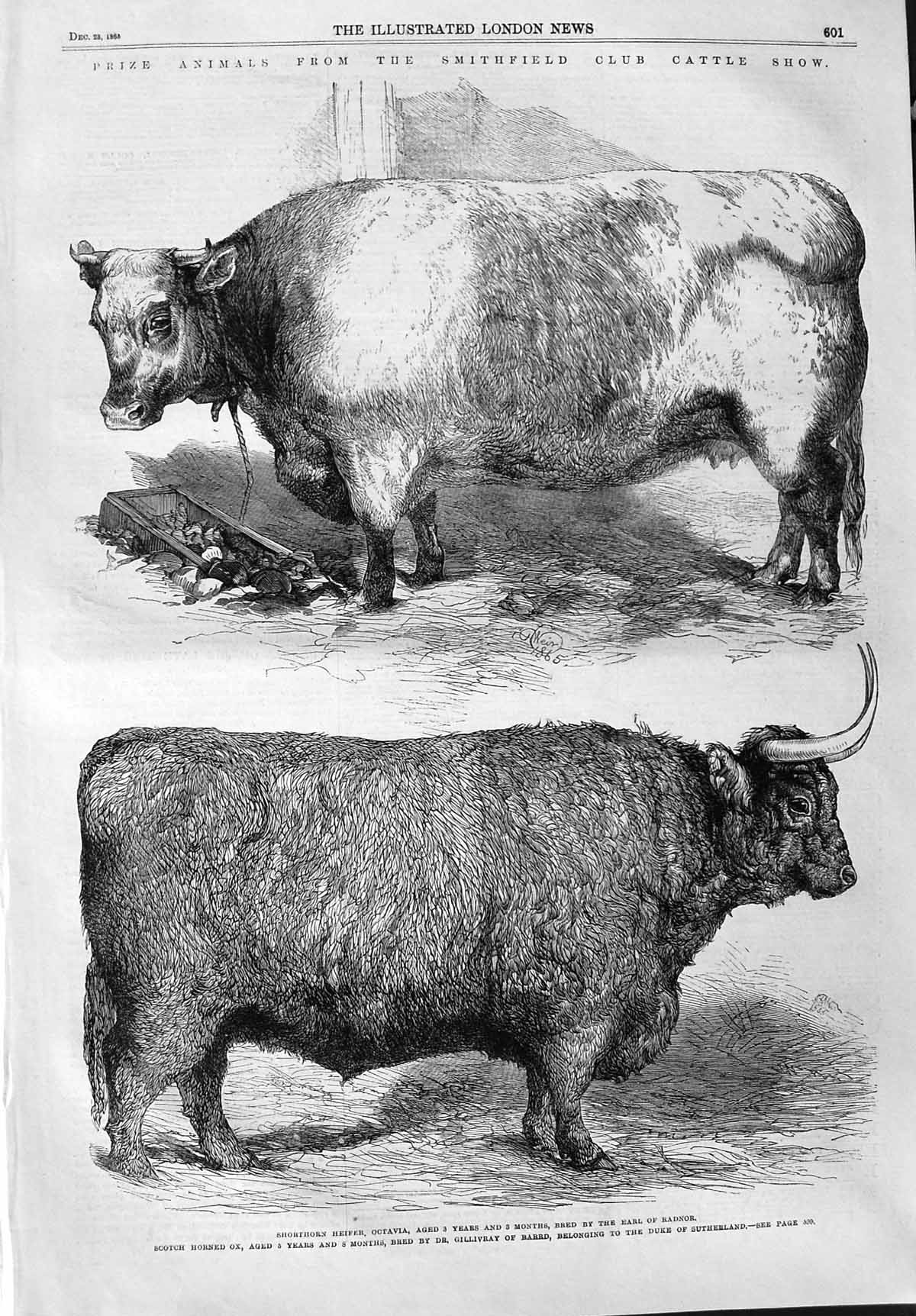Old Antique Print 1865 Smithfield Club Cattle Show Heifer Ox Sutherland 19th