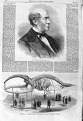 Old Antique Print 1866 William Fergusson Skeleton Greenland Whale Museum 19th