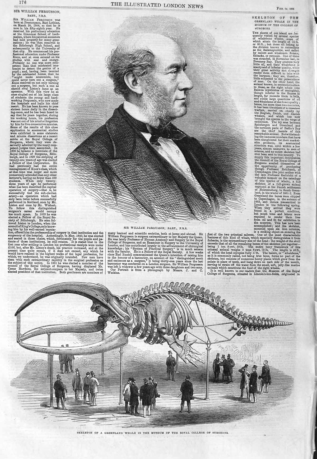 Old Antique Print 1866 William Fergusson Skeleton Greenland Whale Museum 19th