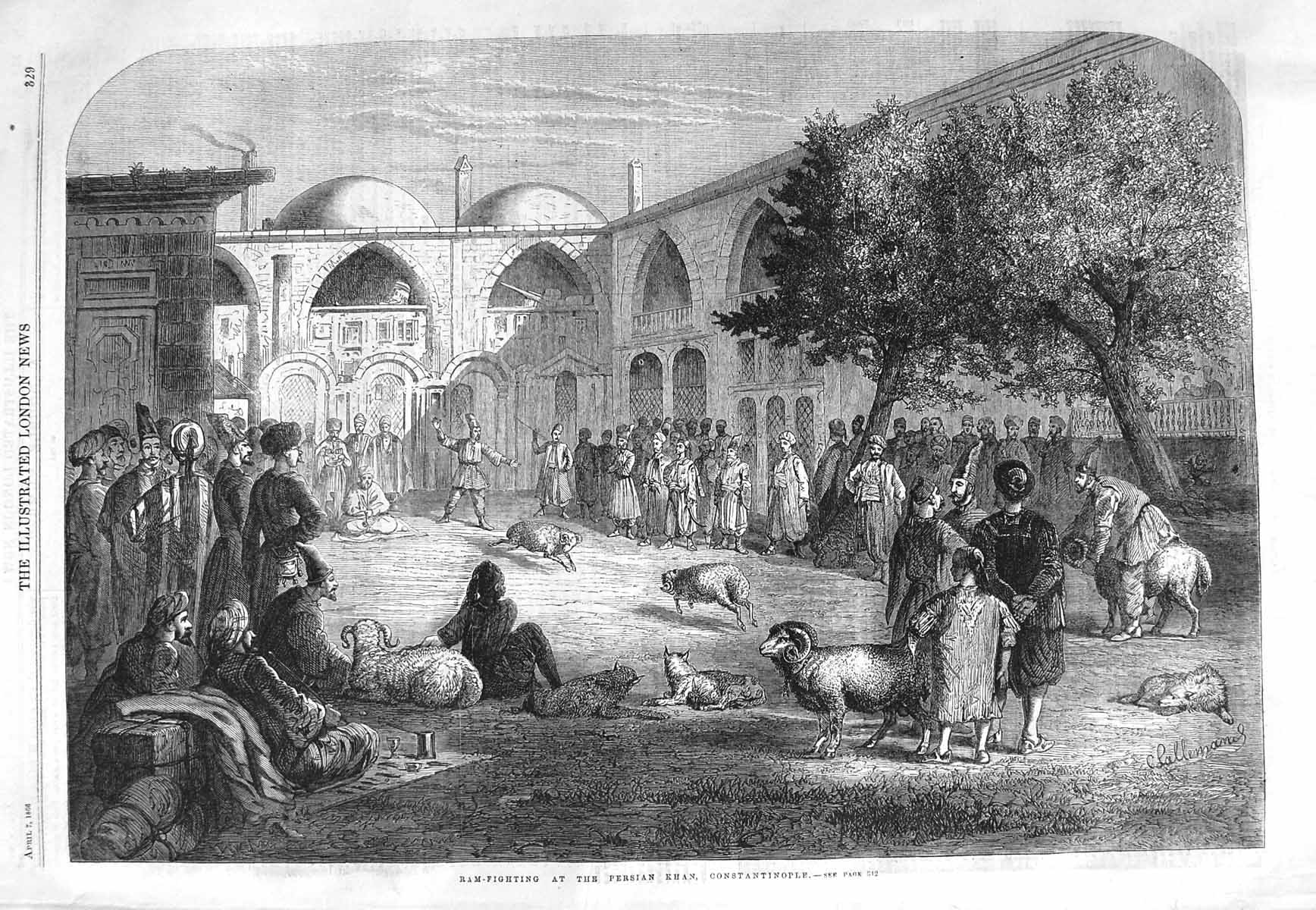 Original Old Antique Print 1866 Ram Fighting Persian Khan Constantinople Sheep