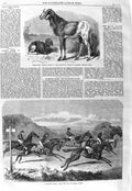 Original Old Antique Print 1866 Long-Eared African Sheep Salisbury Horse Race