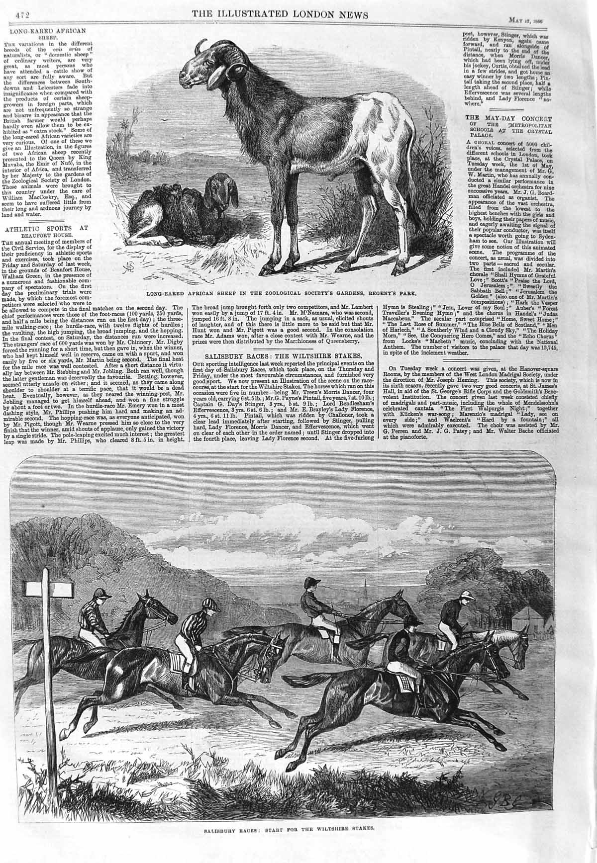 Original Old Antique Print 1866 Long-Eared African Sheep Salisbury Horse Race