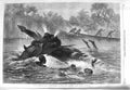 Original Old Antique Print 1866 Canoe Destroyed Hippopotamus River Zambesi 19th