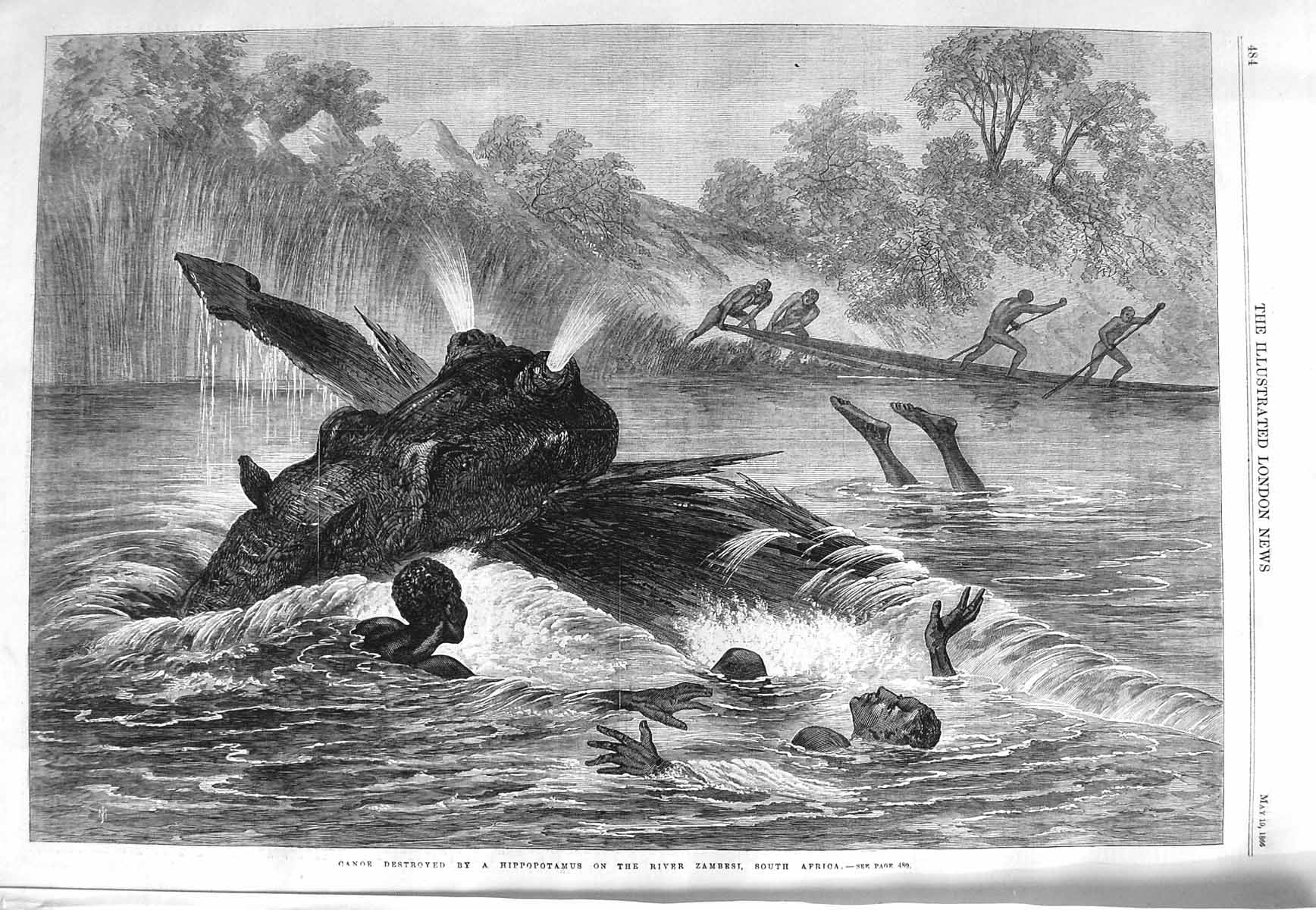 Original Old Antique Print 1866 Canoe Destroyed Hippopotamus River Zambesi 19th
