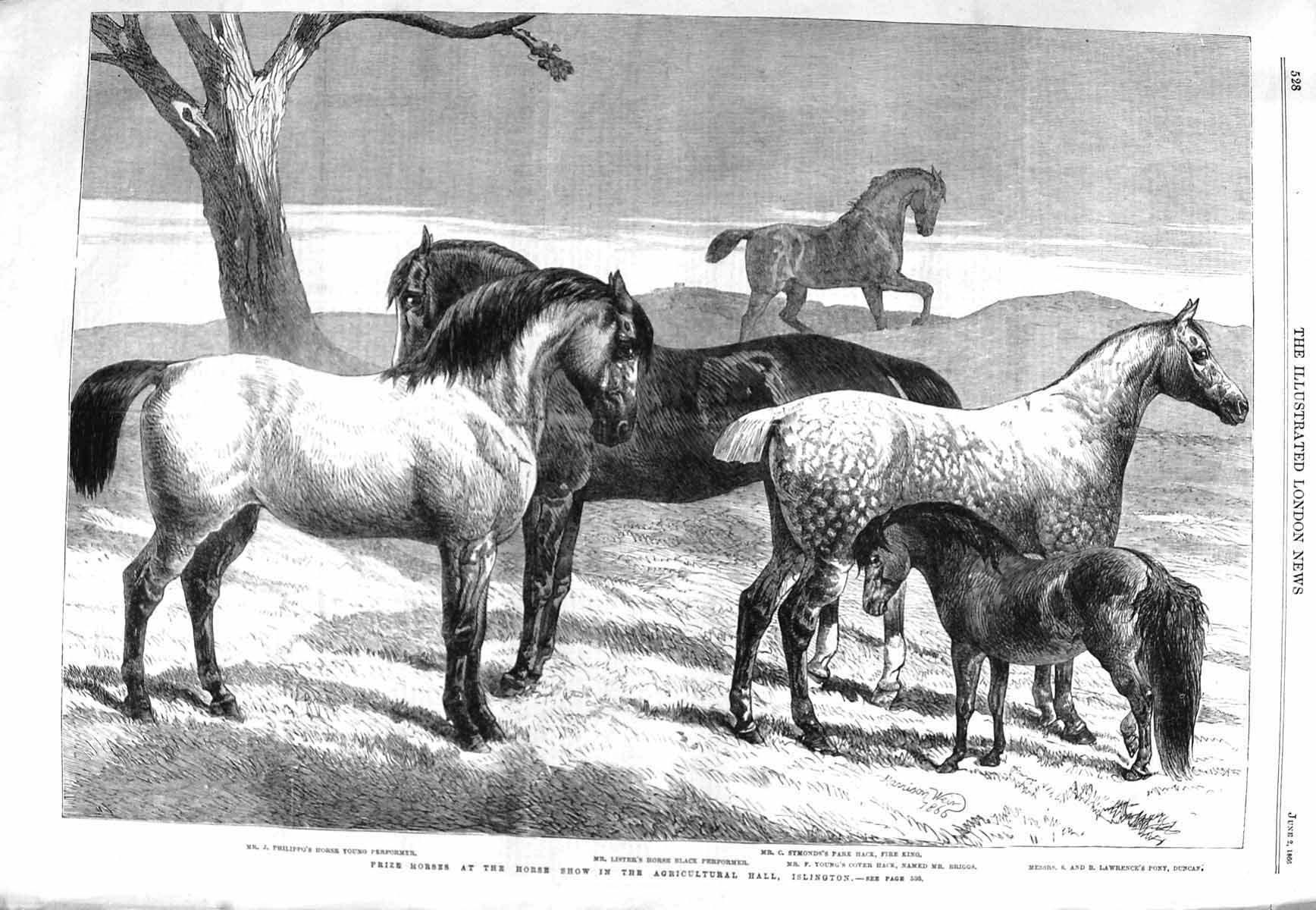 Old Antique Print 1866 Prize Horses Islington Philippo Lister Fire King 19th