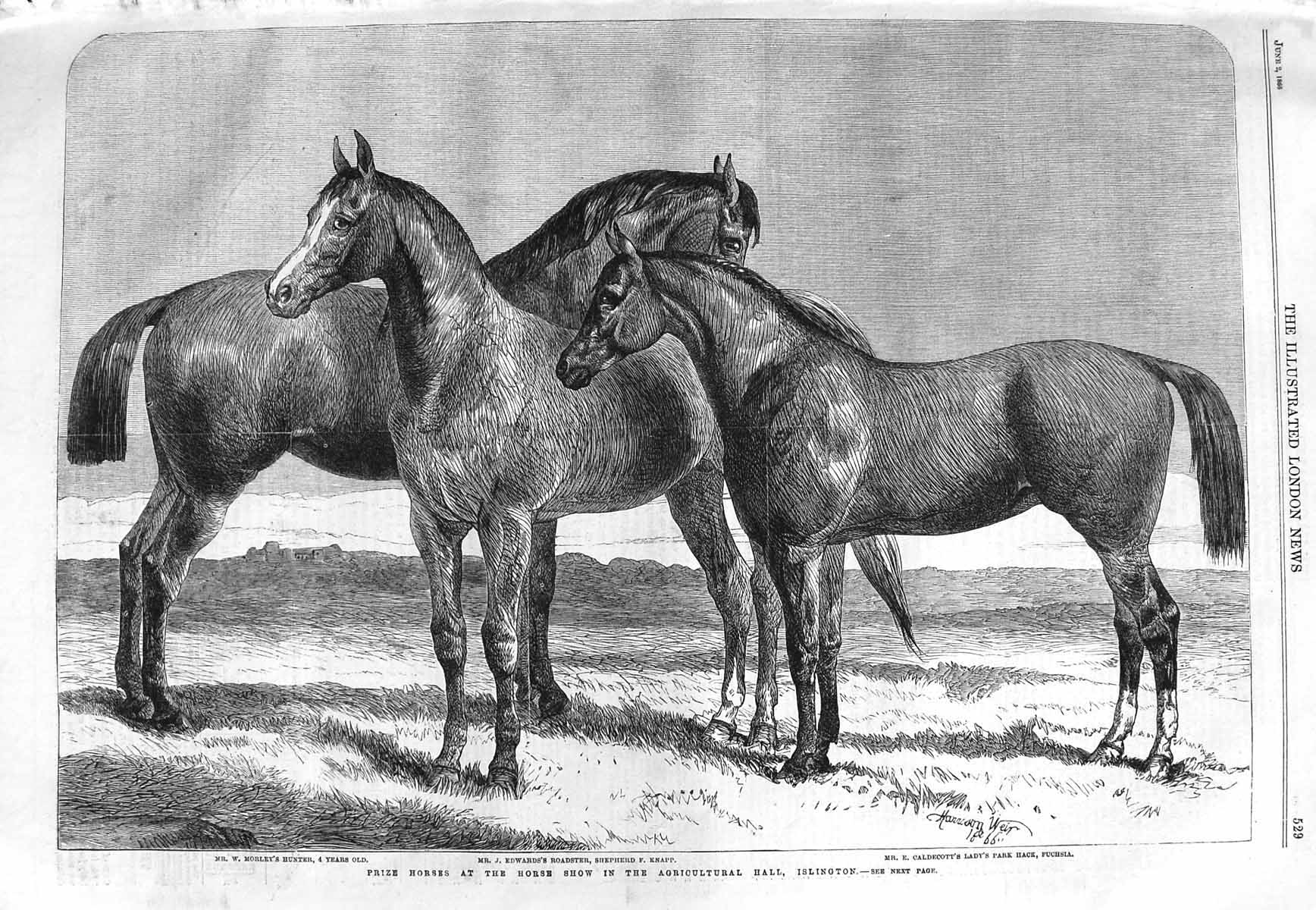 Original Old Antique Print 1866 Prize Horse Show Islington Morley Knapp Fuchsia