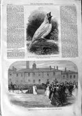 Original Old Antique Print 1866 Bell Bird South America Siers Salford Barracks