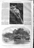 Old Antique Print 1866 Galago Maholi Regent'S Park Cheltenham Life-Boat 19th