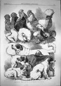 Original Old Antique Print 1866 Poultry Pigeons Dogs Birmingham Show Animals