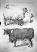 Original Old Antique Print 1866 Smithfield Club Cattle Show Bullock Southdowns