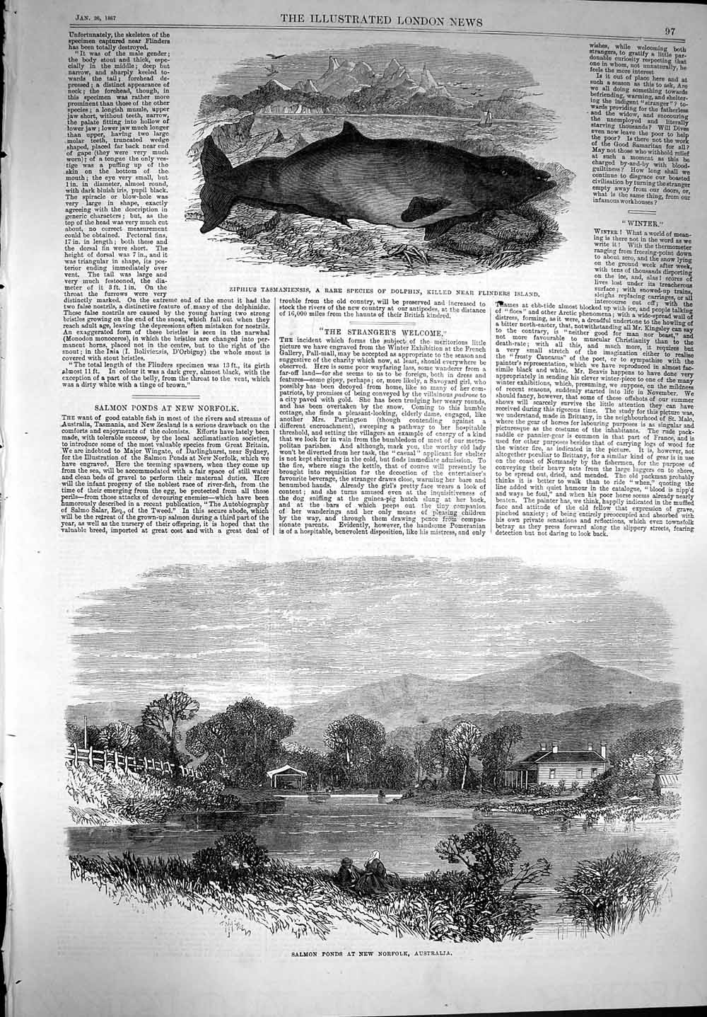 Old Antique Print 1867 Ziphius Tasmaniensis Dolphin Salmon Pond Australia 19th