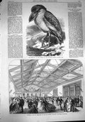 Old Antique Print 1867 Boat-Bill Regent'S Park Drill Hall Edinburgh Army 19th