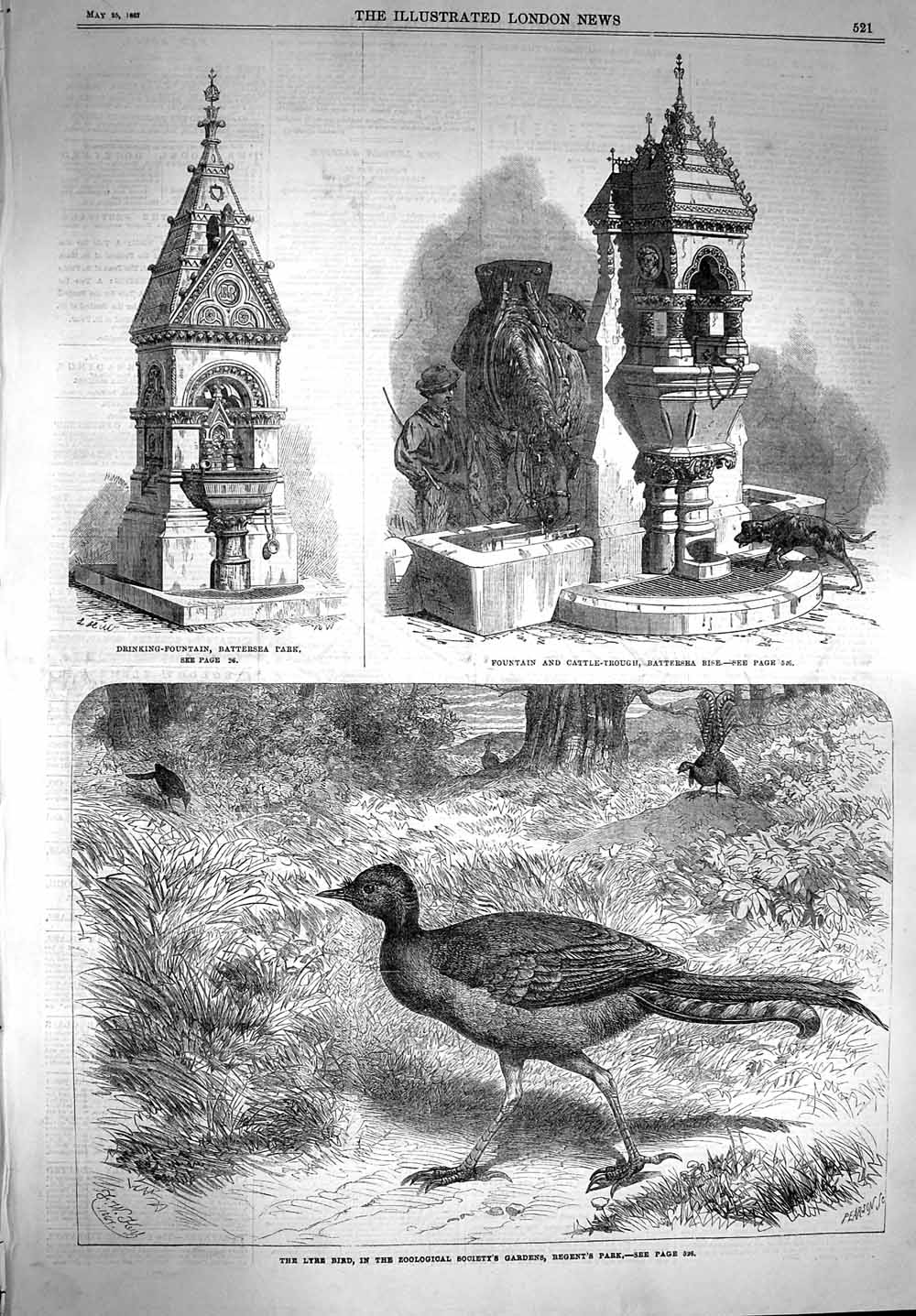 Old Antique Print 1867 Lyre Bird Regent'S Park Fountain Battersea Cattle 19th