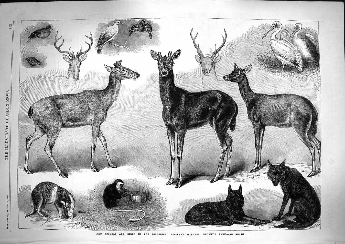 Original Old Antique Print 1867 Animals Birds Zoological Gardens Regent'S Park