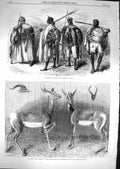 Original Old Antique Print 1867 Abyssinian Warrior Antelopes Soudan Zoological