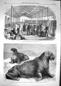 Old Antique Print 1867 Indian Reliefs Embarking Suez Walrus Regent'S Park 19th
