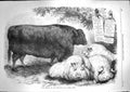 Original Old Antique Print 1867 Prize Animals Smithfield Club Cattle Show Pigs