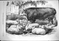 Original Old Antique Print 1867 Prize Animals Smithfield Club Cattle Show Sheep