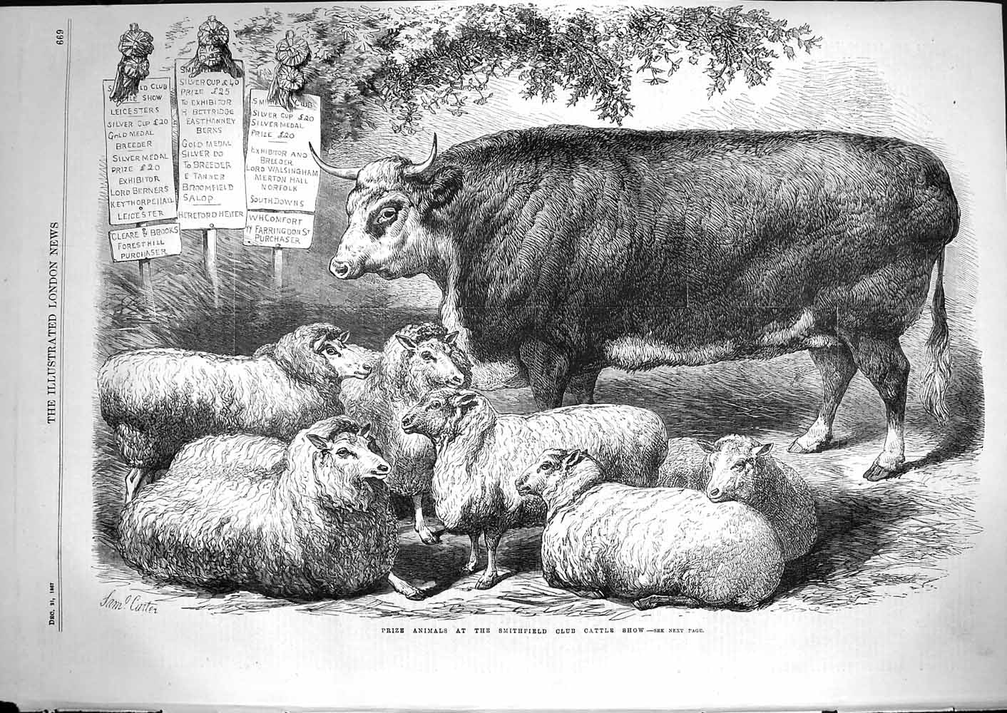 Original Old Antique Print 1867 Prize Animals Smithfield Club Cattle Show Sheep