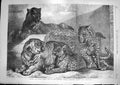 Old Antique Print 1868 Leopards Tigress Zoological Society Gardens Regent 19th