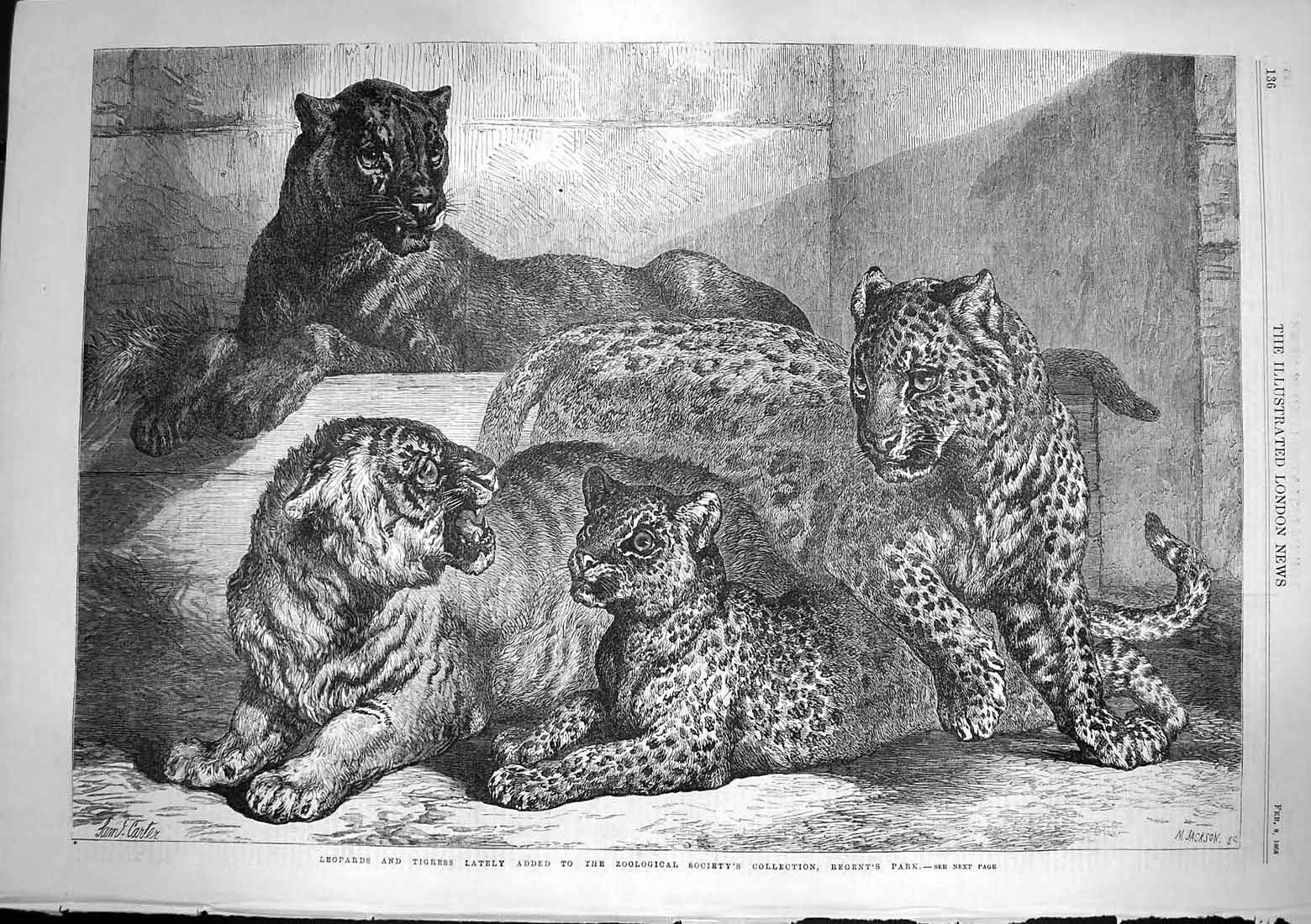 Old Antique Print 1868 Leopards Tigress Zoological Society Gardens Regent 19th