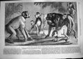 Original Old Antique Print 1868 Zoological Society Gardens Regent'S Park 19th