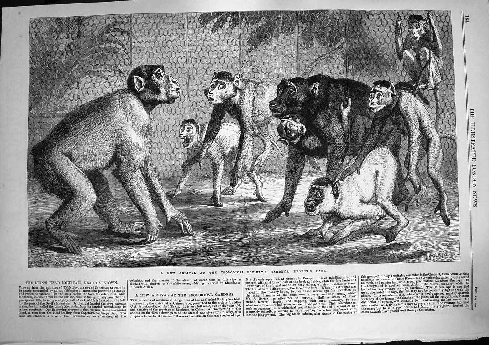 Original Old Antique Print 1868 Zoological Society Gardens Regent'S Park 19th