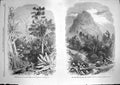 Old Antique Print 1868 Forest Scene Illawarra Mountains Lion'S Head Cape 19th