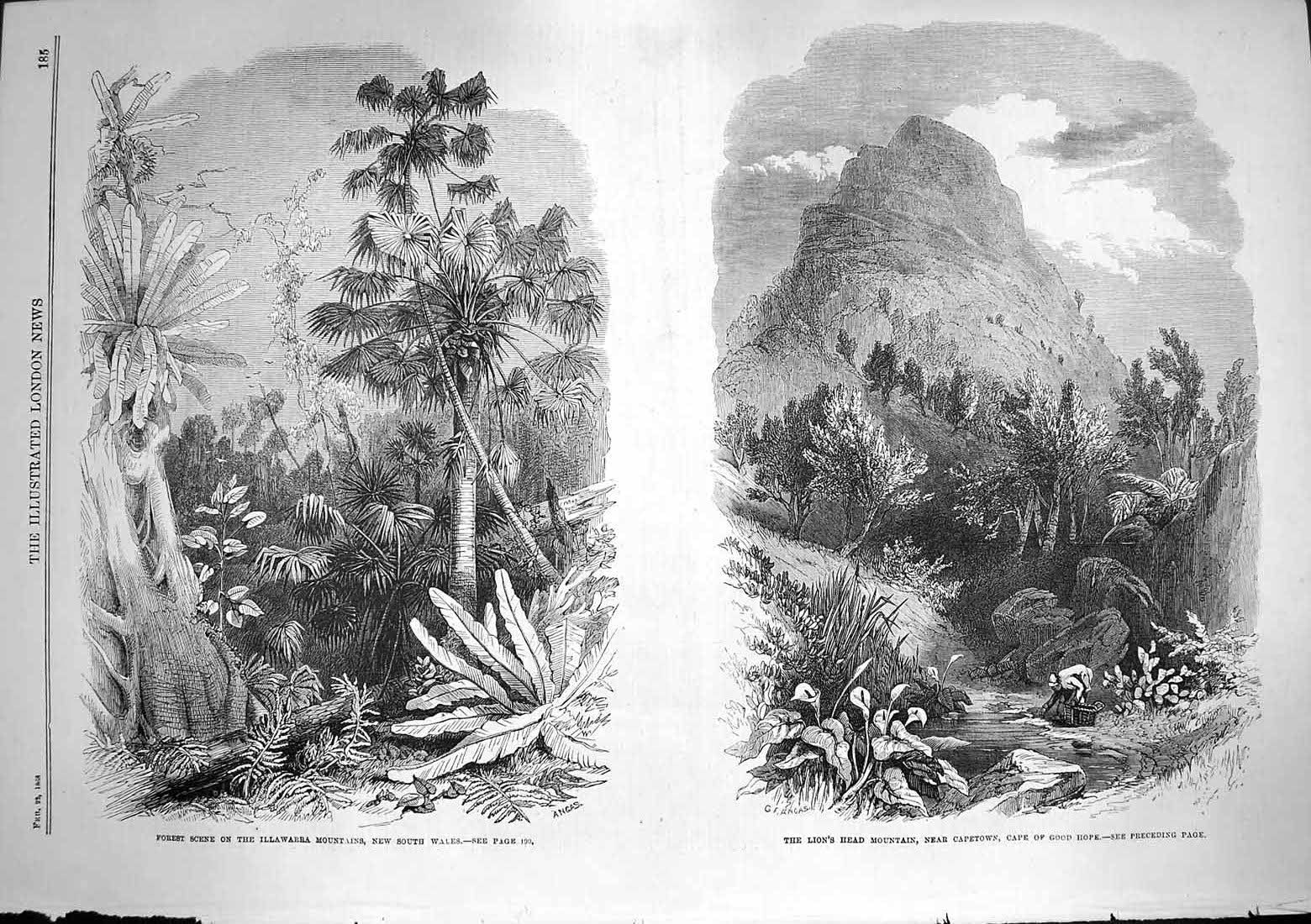 Old Antique Print 1868 Forest Scene Illawarra Mountains Lion'S Head Cape 19th