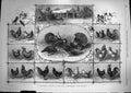 Original Old Antique Print 1868 Poultry Exhibition Jardin D'Acclimatation Paris