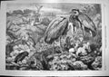 Original Old Antique Print 1868 Heronry Birds Herons Didlington Park Victorian