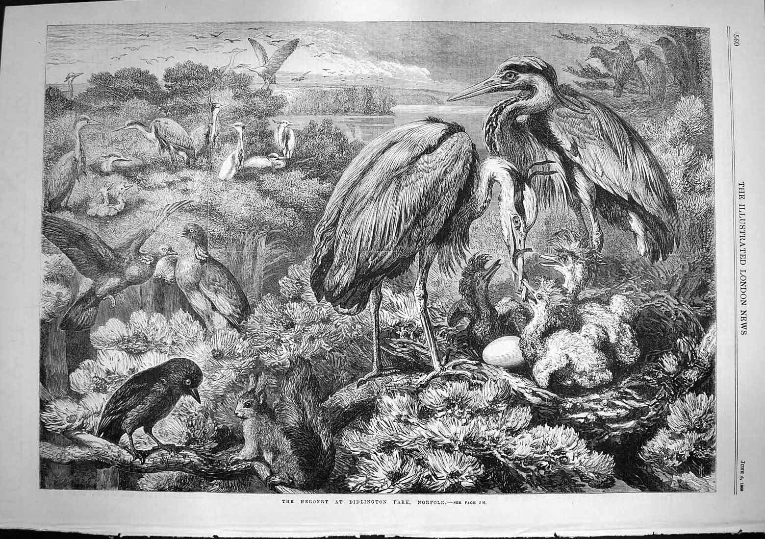 Original Old Antique Print 1868 Heronry Birds Herons Didlington Park Victorian