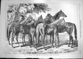 Old Antique Print 1868 Yearlings Horses Blenkiron Sale Parlk Eltham Kent 19th