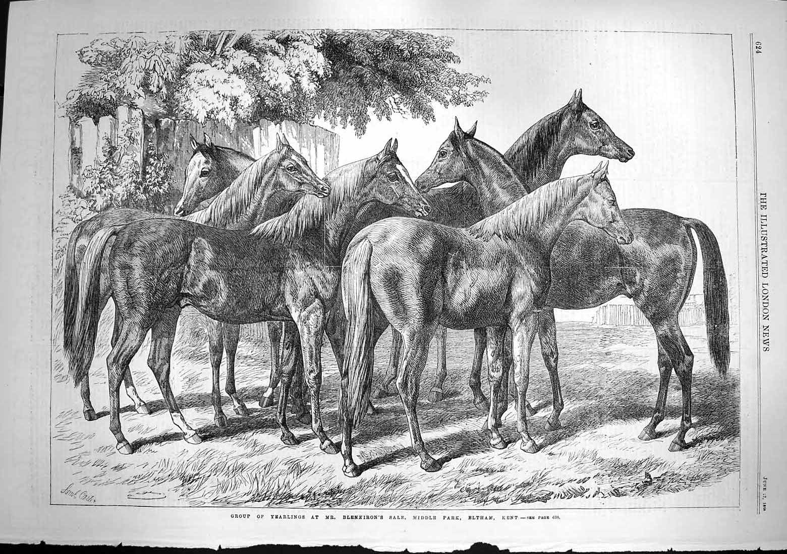 Old Antique Print 1868 Yearlings Horses Blenkiron Sale Parlk Eltham Kent 19th