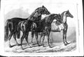 Old 1868 Prize Horses Show Leicester Wilson Suffolk Chomley Beart Hac Victorian